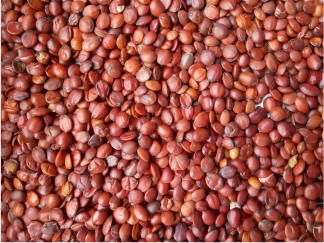 Revelando el poder del extracto de semilla de azufaifo y sus productos relacionados