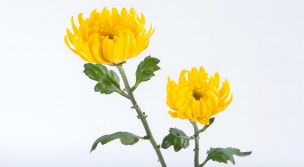 Revelando los beneficios florecientes de los productos de extracto de crisantemo